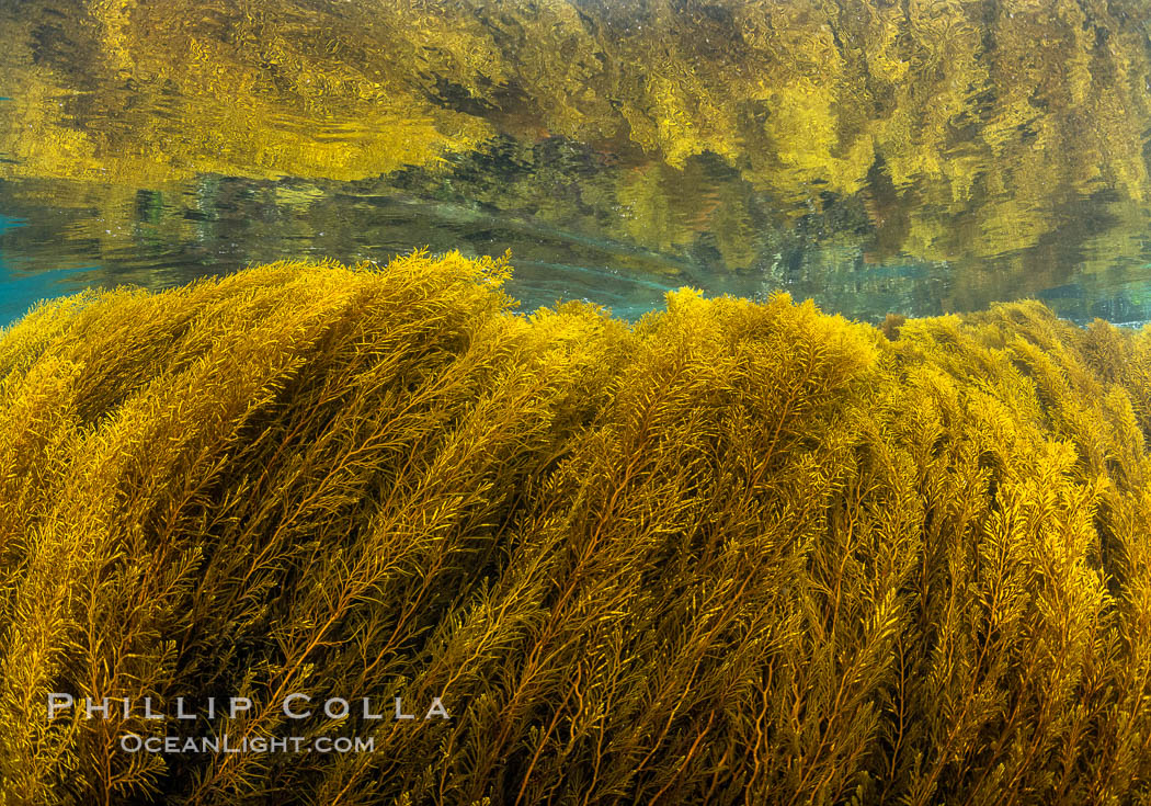 Stephanocystis dioica kelp algae on a shallow rocky reef, reflected underneath the surface of the ocean, Stephanocystis dioica, San Clemente Island