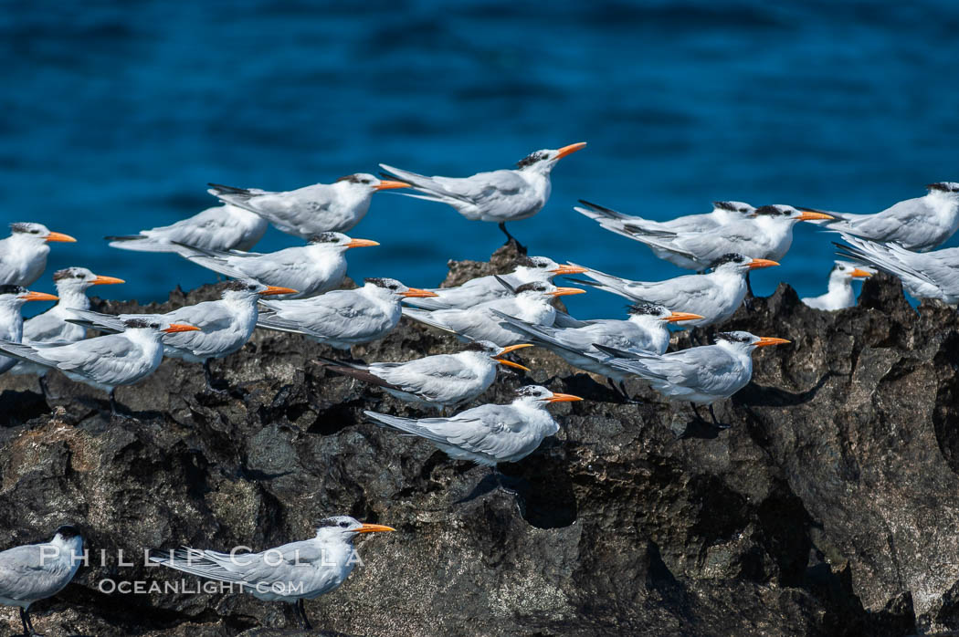 Royal terns. Great Isaac Island, Bahamas, Sterna maxima, natural history stock photograph, photo id 10821