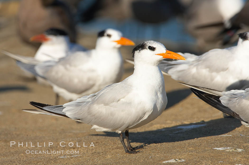 Royal tern, winter adult phase. La Jolla, California, USA, Sterna maxima, Thalasseus maximus, natural history stock photograph, photo id 18309