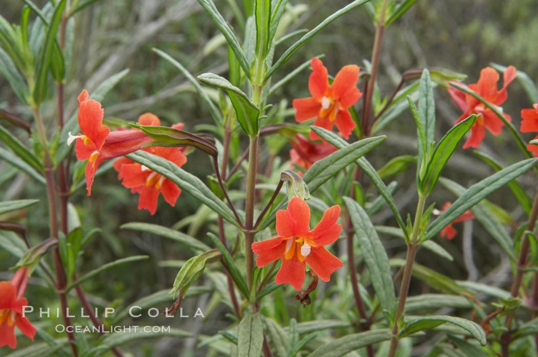 Sticky-leaf monkeyflower, or sticky monkeyflower. San Elijo Lagoon, Encinitas, California, USA, Mimulus aurantiacus, natural history stock photograph, photo id 11674