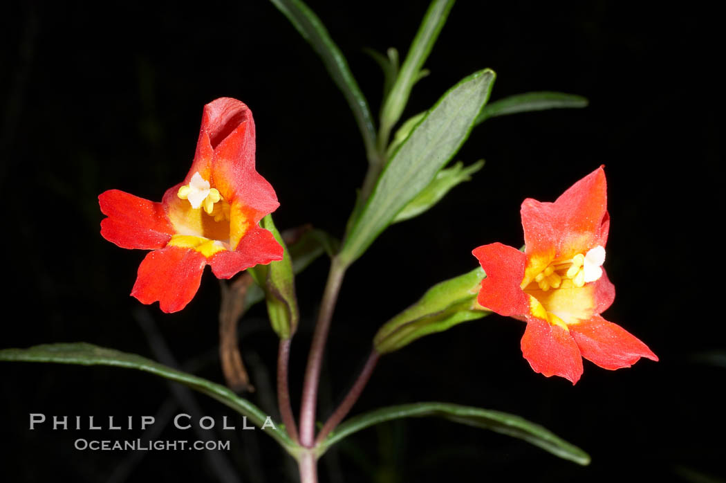 Sticky-leaf monkeyflower, or sticky monkeyflower. San Elijo Lagoon, Encinitas, California, USA, Mimulus aurantiacus, natural history stock photograph, photo id 11678