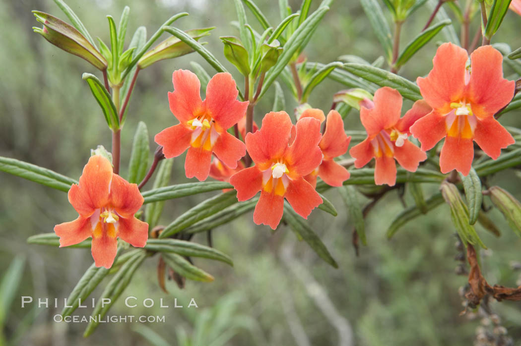 Sticky-leaf monkeyflower, or sticky monkeyflower. San Elijo Lagoon, Encinitas, California, USA, Mimulus aurantiacus, natural history stock photograph, photo id 11676