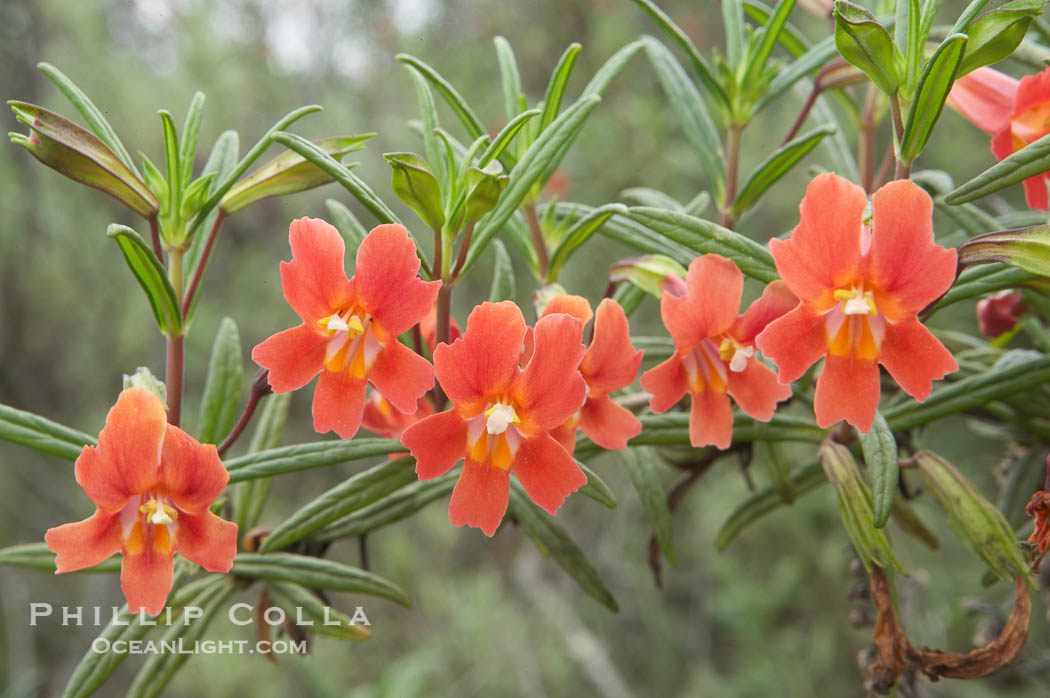 Sticky-leaf monkeyflower, or sticky monkeyflower., Mimulus aurantiacus, natural history stock photograph, photo id 11675