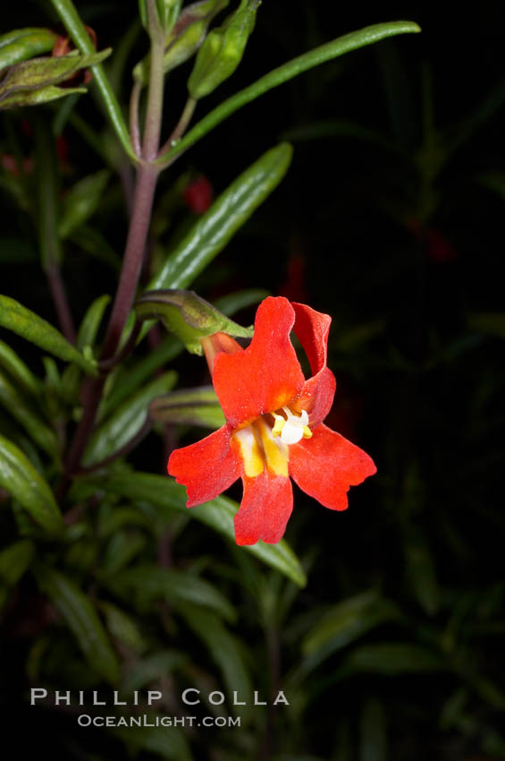 Sticky-leaf monkeyflower, or sticky monkeyflower. San Elijo Lagoon, Encinitas, California, USA, Mimulus aurantiacus, natural history stock photograph, photo id 11677