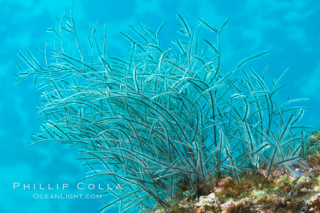 Stinging hydroids, Sea of Cortez. Isla Las Animas, Baja California, Mexico, natural history stock photograph, photo id 33684