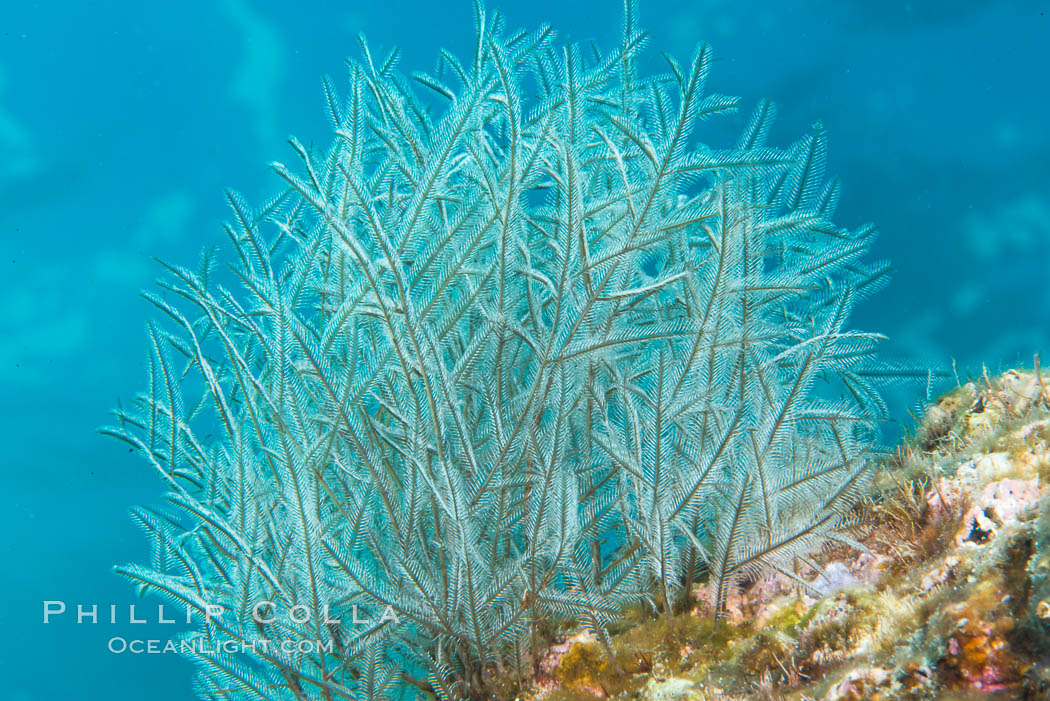 Stinging hydroids, Sea of Cortez. Isla Las Animas, Baja California, Mexico, natural history stock photograph, photo id 33685