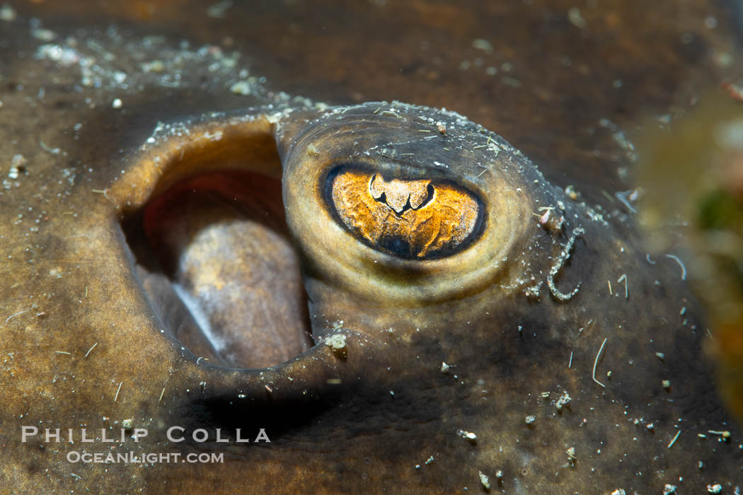 Stingray Eye Detail, Isla de la Guarda, Sea of Cortez., natural history stock photograph, photo id 40353
