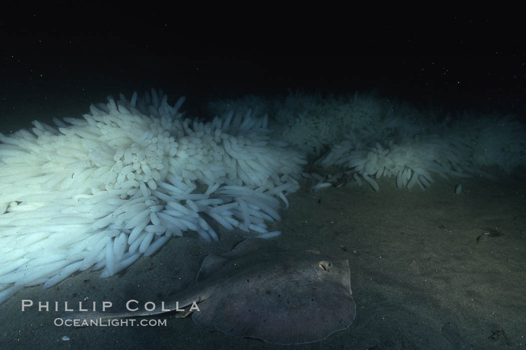 Stingray and squid eggs casings. La Jolla, California, USA, natural history stock photograph, photo id 05005