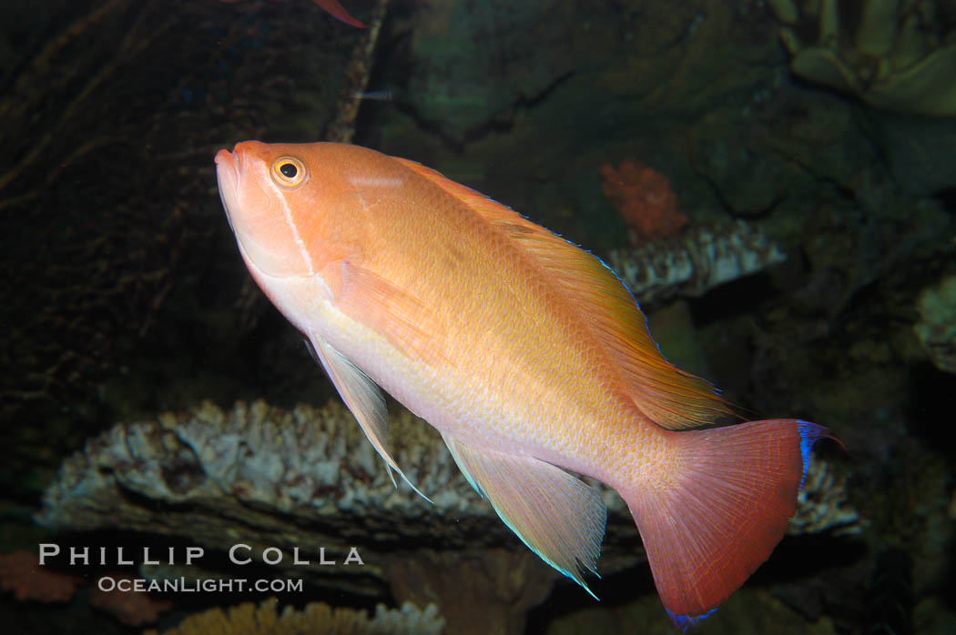 Stocky anthias, male coloration., Pseudanthias hypselosoma, natural history stock photograph, photo id 08896