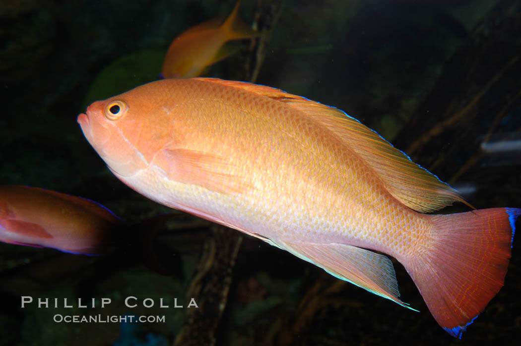 Stocky anthias, male coloration., Pseudanthias hypselosoma, natural history stock photograph, photo id 08897