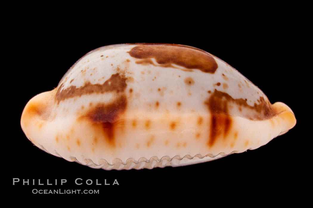 Stolid Cowrie., Cypraea stolida, natural history stock photograph, photo id 08407