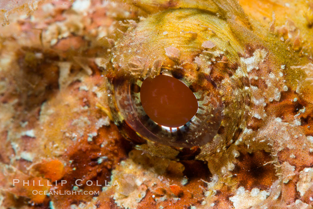 Stone Scorpionfish Eye Detail. Punta Alta, Baja California, Mexico, natural history stock photograph, photo id 33739