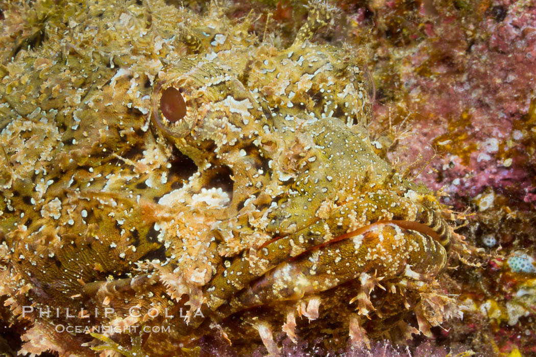 Stone scorpionfish, Sea of Cortez, Baja California, Mexico., Scorpaena mystes, natural history stock photograph, photo id 27580