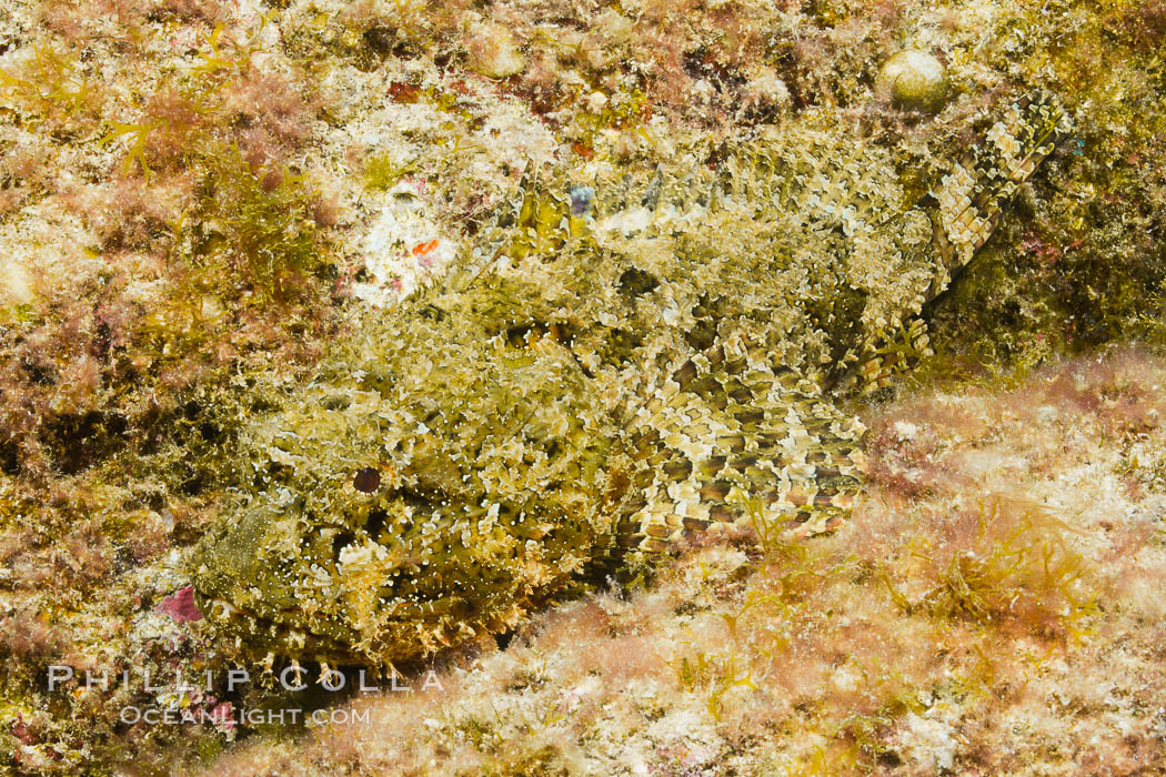 Stone scorpionfish, Sea of Cortez, Baja California, Mexico., Scorpaena mystes, natural history stock photograph, photo id 27579