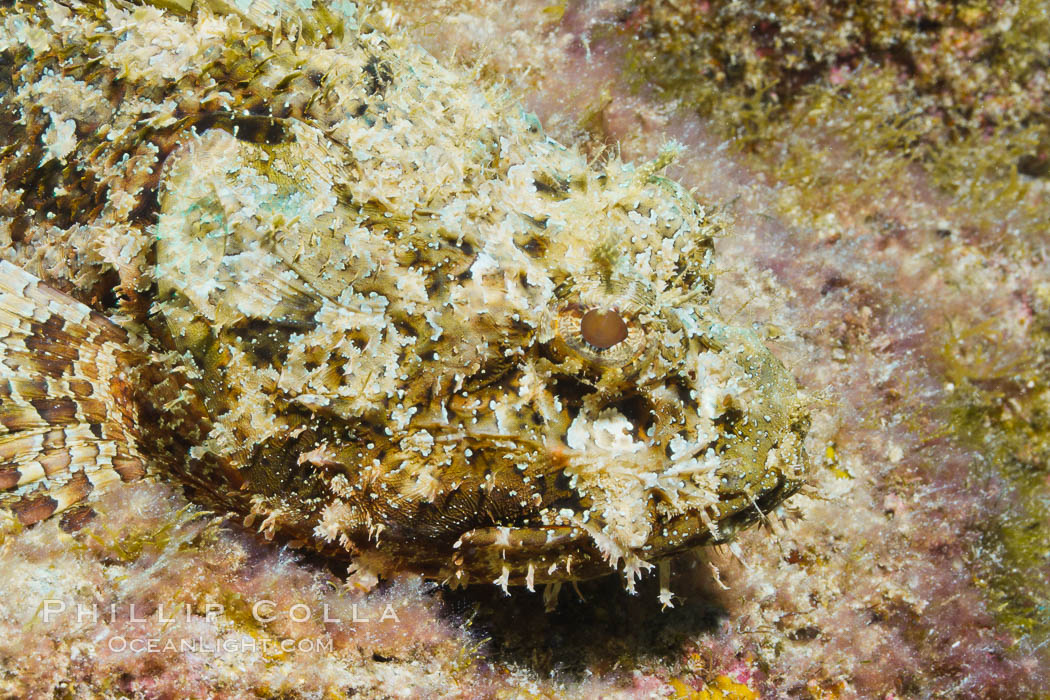 Stone scorpionfish, Sea of Cortez, Baja California, Mexico., Scorpaena mystes, natural history stock photograph, photo id 27581