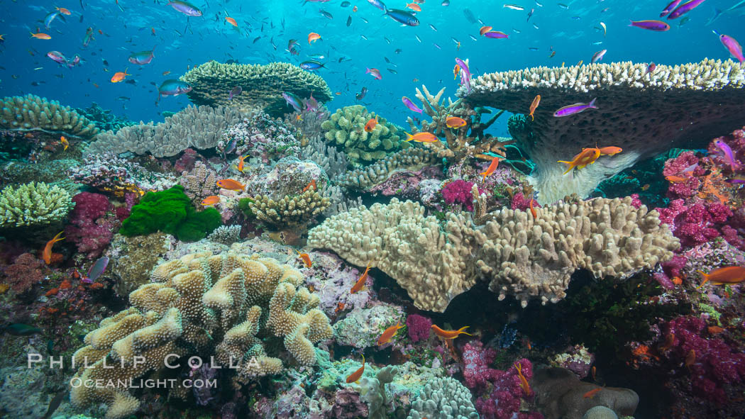 Various stony and soft corals on pristine tropical reef. Table coral competes for space on the coral reef by growing above and spreading over other coral species keeping them from receiving sunlight. Namena Marine Reserve, Namena Island, Fiji, Pseudanthias, natural history stock photograph, photo id 31816