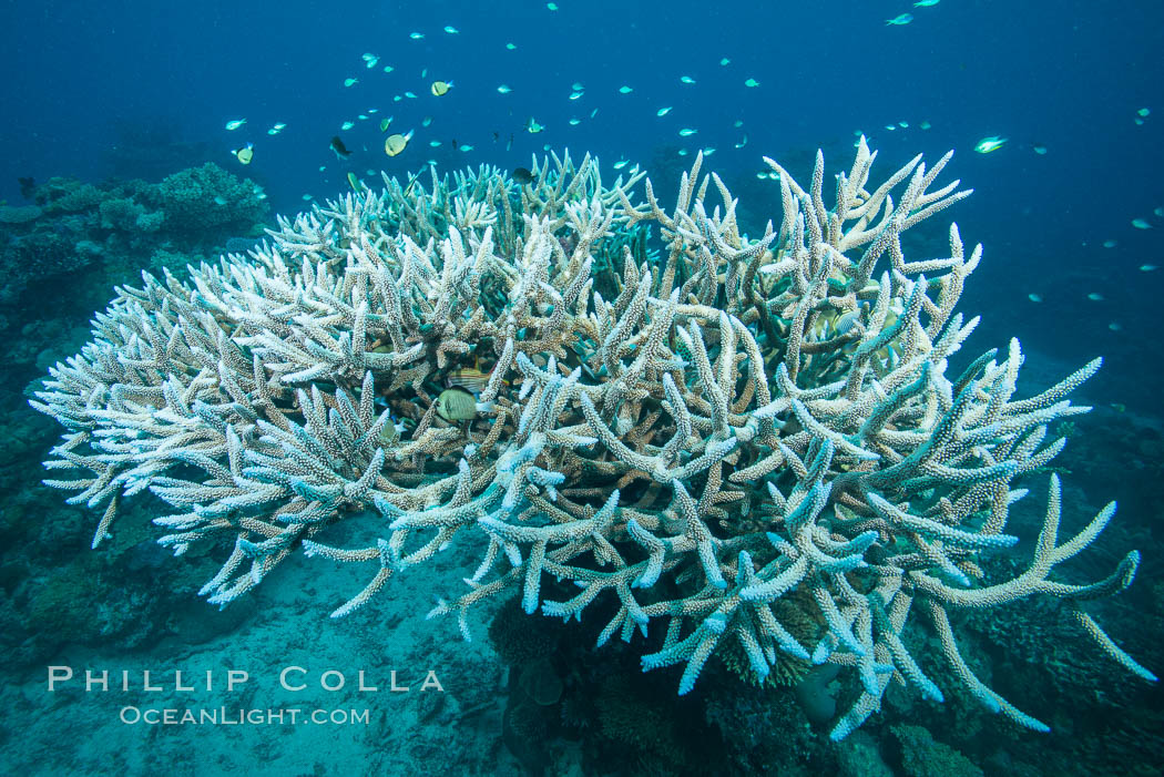 Staghorn coral Acropora palifera on pristine Fijian coral reef. Vatu I Ra Passage, Bligh Waters, Viti Levu  Island, Acropora palifera, natural history stock photograph, photo id 31514