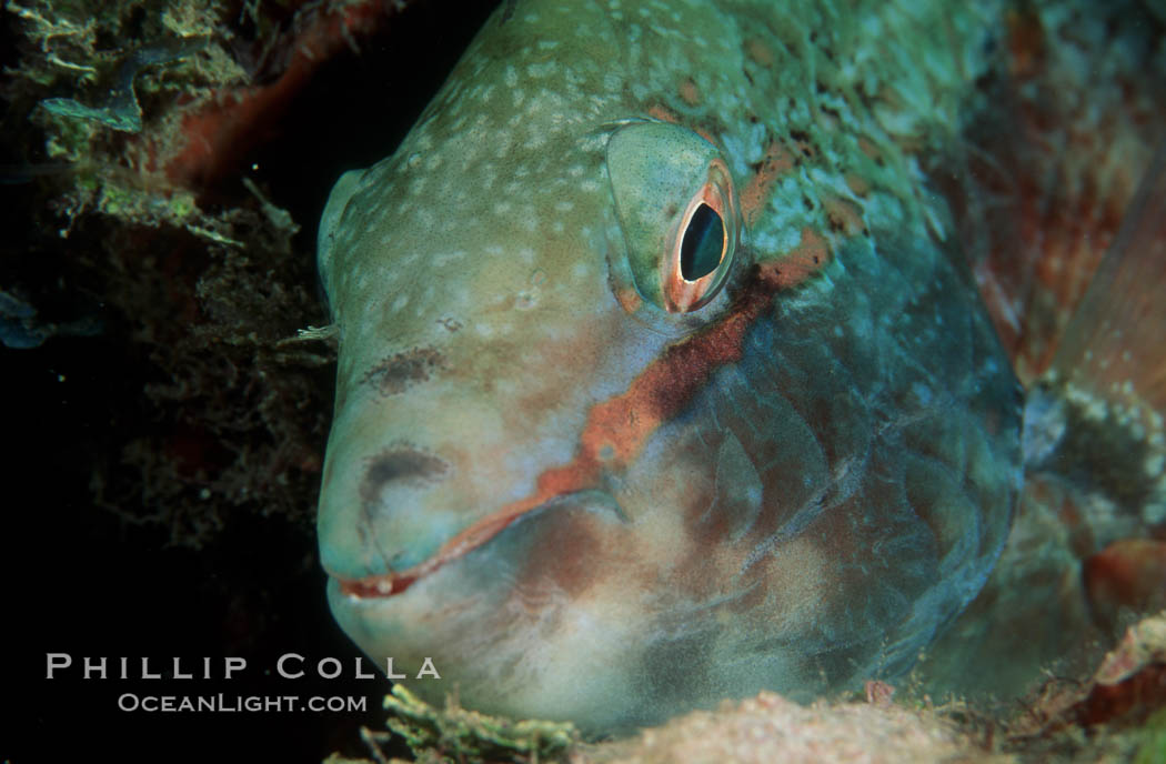 Stoplight parrotfish, female night coloration. Roatan, Honduras, Sparisoma viride, natural history stock photograph, photo id 07081