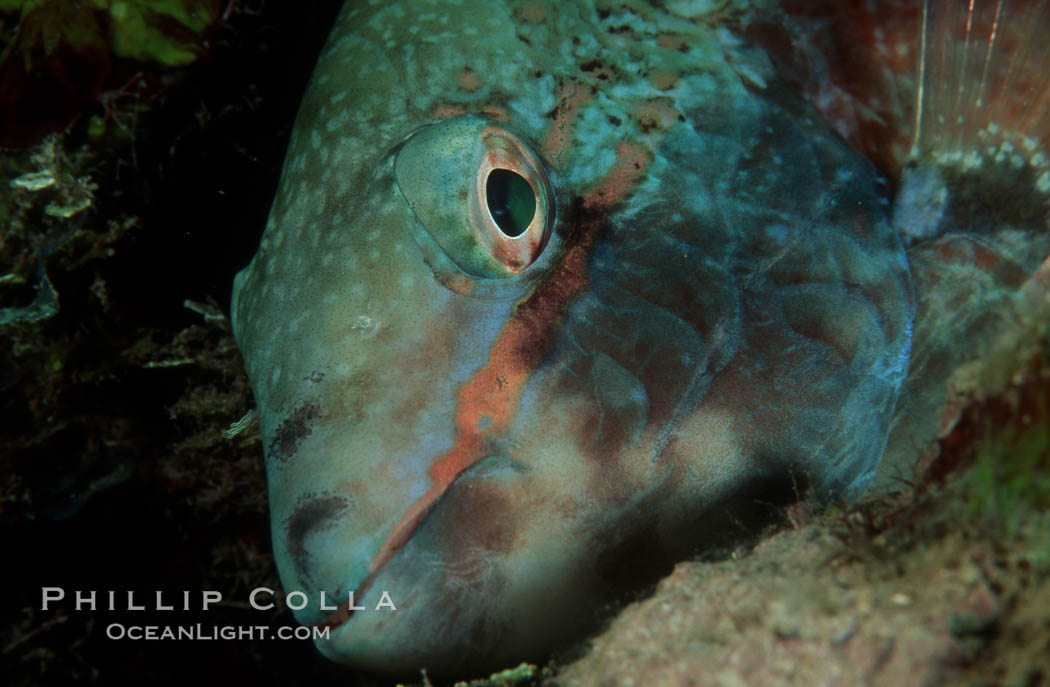 Stoplight parrotfish, female night coloration. Roatan, Honduras, Sparisoma viride, natural history stock photograph, photo id 07085