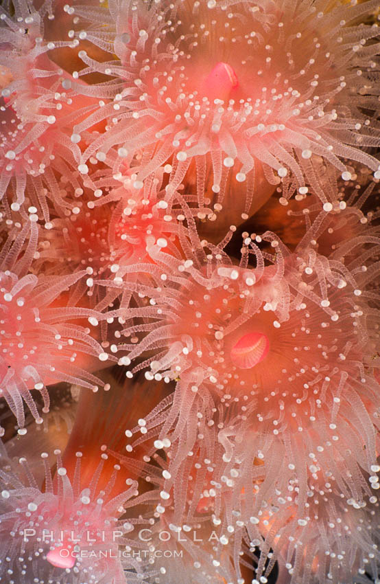 Strawberry anemone (club-tipped anemone, more correctly a corallimorph). Scripps Canyon, La Jolla, California, USA, Corynactis californica, natural history stock photograph, photo id 00578