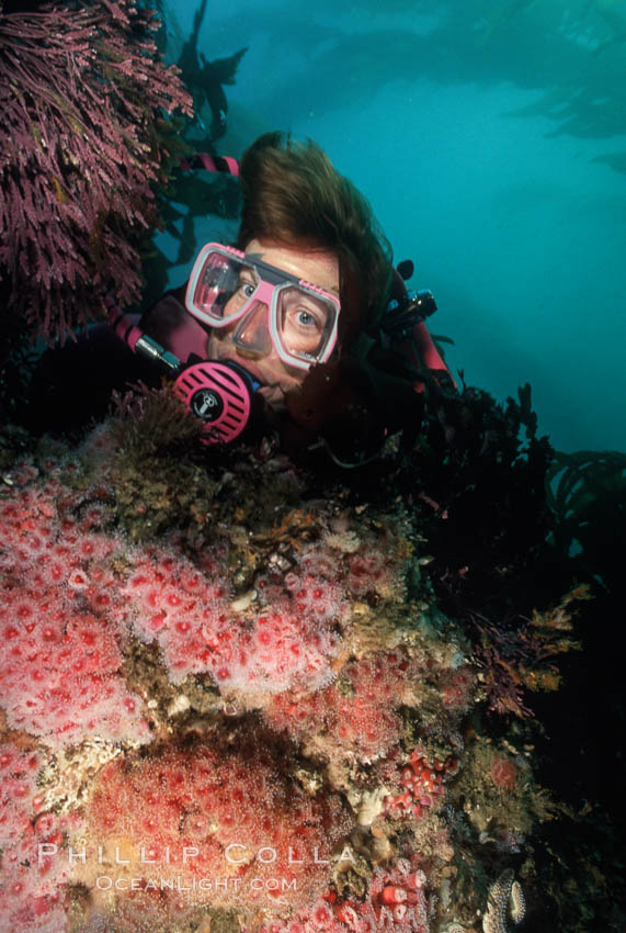 Anemone cluster and diver. Santa Cruz Island, California, USA, Corynactis californica, natural history stock photograph, photo id 00638