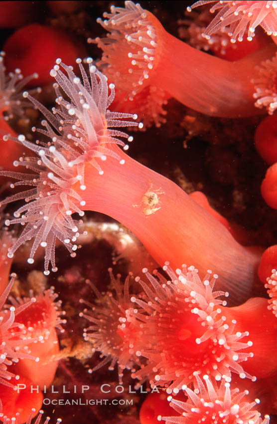 Strawberry anemone (club-tipped anemone, more correctly a corallimorph) with tiny crab, Corynactis californica, Scripps Canyon, La Jolla, California