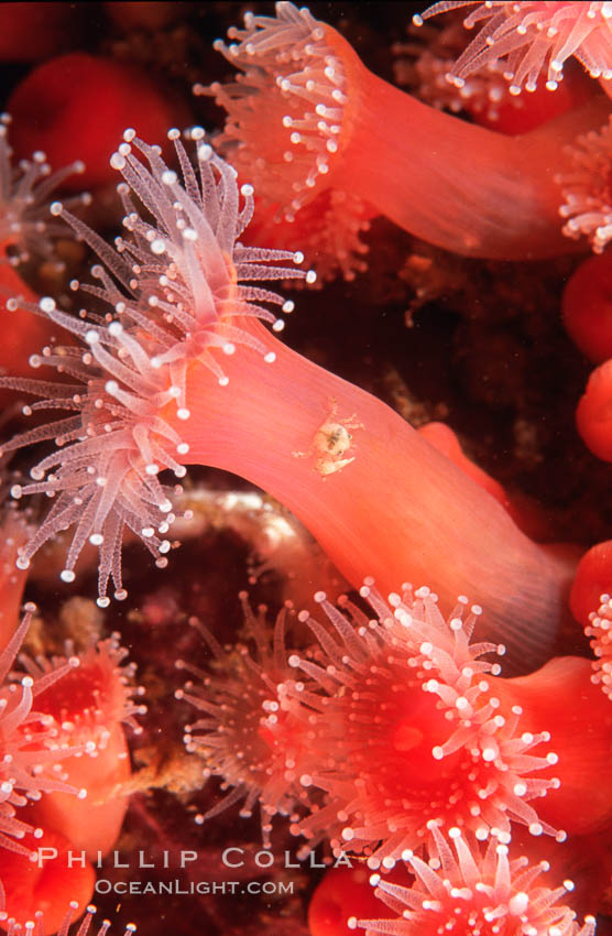 Strawberry anemone (club-tipped anemone, more correctly a corallimorph) with tiny crab. Scripps Canyon, La Jolla, California, USA, Corynactis californica, natural history stock photograph, photo id 02486