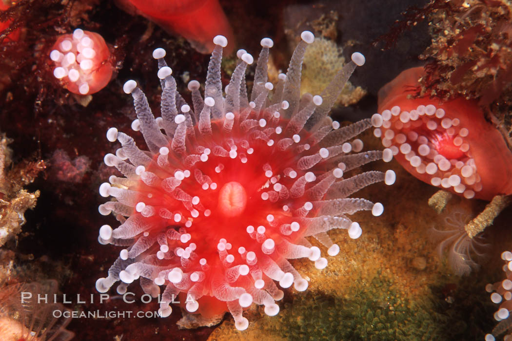 Polyp, strawberry anemone (club-tipped anemone, more correctly a corallimorph). Scripps Canyon, La Jolla, California, USA, Corynactis californica, natural history stock photograph, photo id 04738