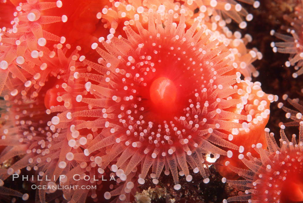 Strawberry anemone (club-tipped anemone, more correctly a corallimorph). Scripps Canyon, La Jolla, California, USA, Corynactis californica, natural history stock photograph, photo id 05310