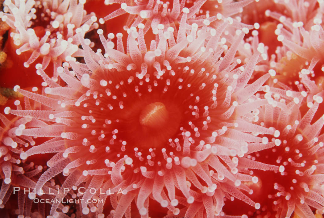Strawberry anemone (club-tipped anemone, more correctly a corallimorph). Scripps Canyon, La Jolla, California, USA, Corynactis californica, natural history stock photograph, photo id 05326
