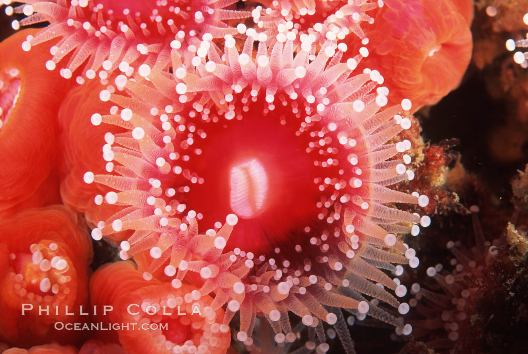 Strawberry anemone (club-tipped anemone, more correctly a corallimorph). Scripps Canyon, La Jolla, California, USA, Corynactis californica, natural history stock photograph, photo id 05308