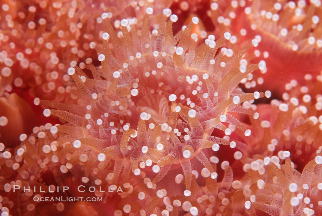 Strawberry anemone (club-tipped anemone, more correctly a corallimorph). Scripps Canyon, La Jolla, California, USA, Corynactis californica, natural history stock photograph, photo id 05324