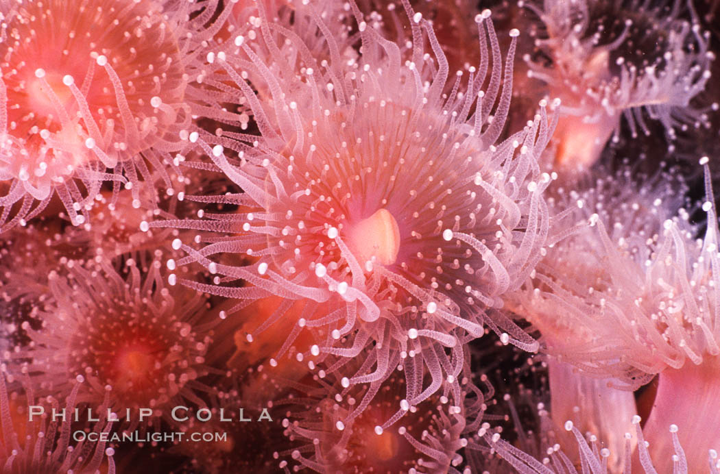 Strawberry anemone (club-tipped anemone, more correctly a corallimorph). Scripps Canyon, La Jolla, California, USA, Corynactis californica, natural history stock photograph, photo id 00575