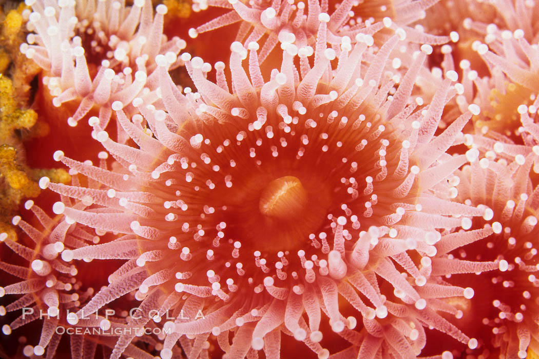 Polyp of a strawberry anemone (club-tipped anemone, more correctly a corallimorph). San Miguel Island, California, USA, Corynactis californica, natural history stock photograph, photo id 01039
