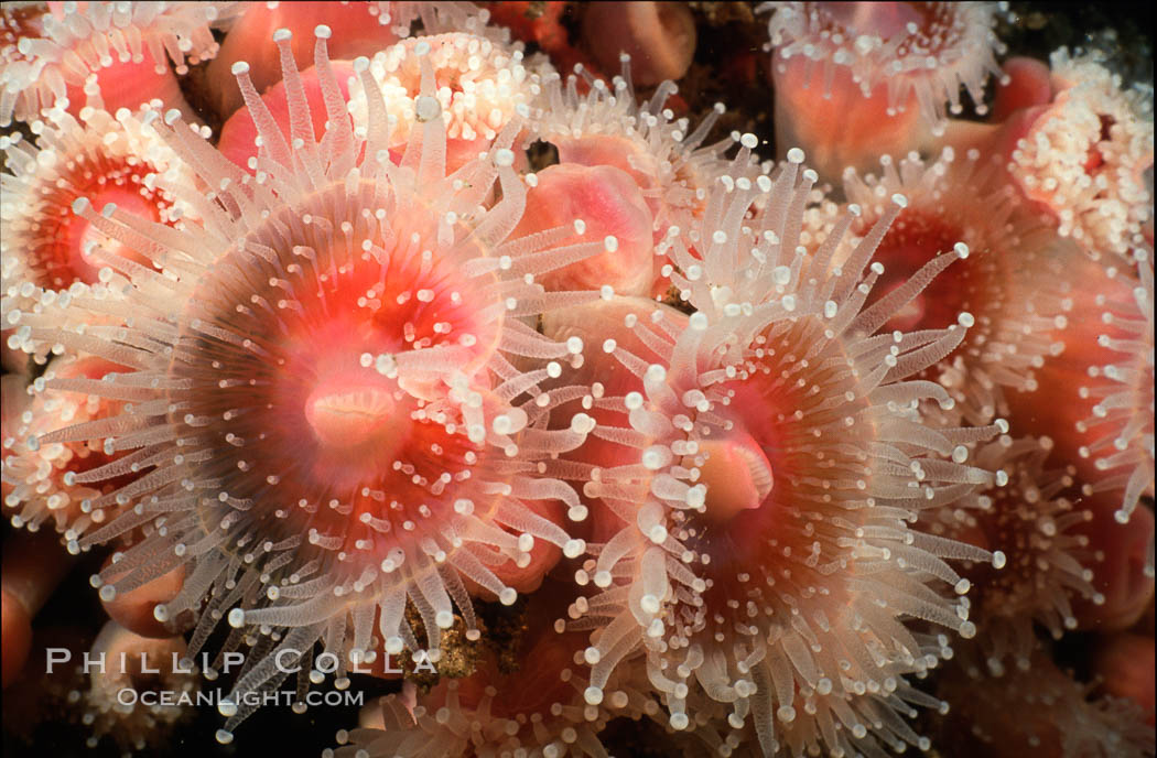 Strawberry anemones (club-tipped anemones, more correctly corallimorphs). Scripps Canyon, La Jolla, California, USA, Corynactis californica, natural history stock photograph, photo id 02487