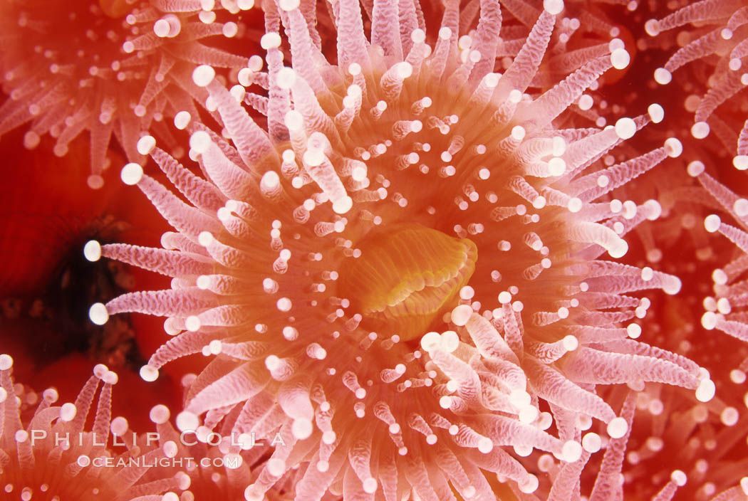 Strawberry anemone (club-tipped anemone, more correctly a corallimorph). Scripps Canyon, La Jolla, California, USA, Corynactis californica, natural history stock photograph, photo id 05307
