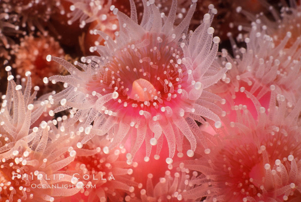 Strawberry anemone (club-tipped anemone, more correctly a corallimorph). Scripps Canyon, La Jolla, California, USA, Corynactis californica, natural history stock photograph, photo id 05323