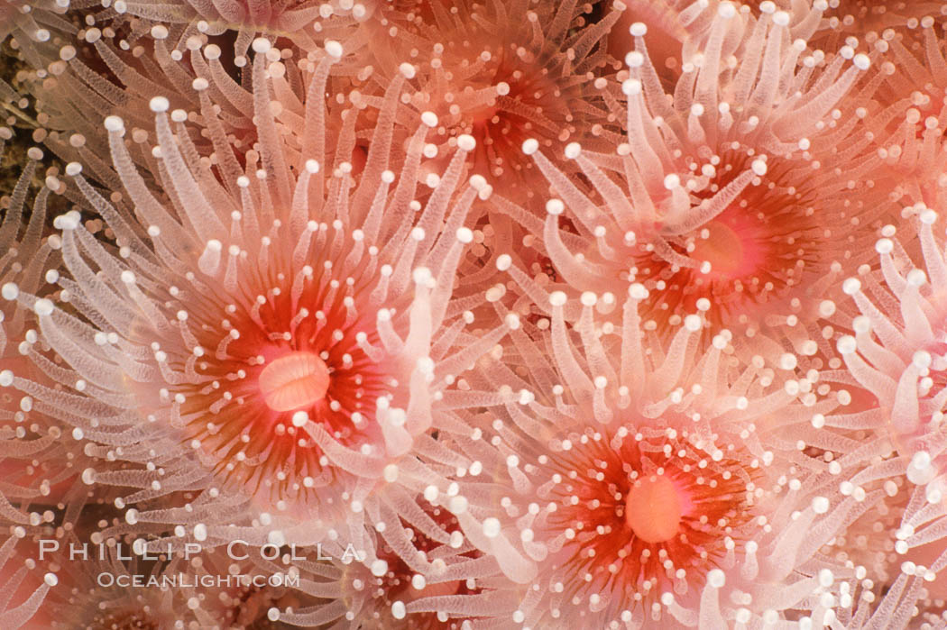 Strawberry anemone (club-tipped anemone, more correctly a corallimorph). Scripps Canyon, La Jolla, California, USA, Corynactis californica, natural history stock photograph, photo id 05305