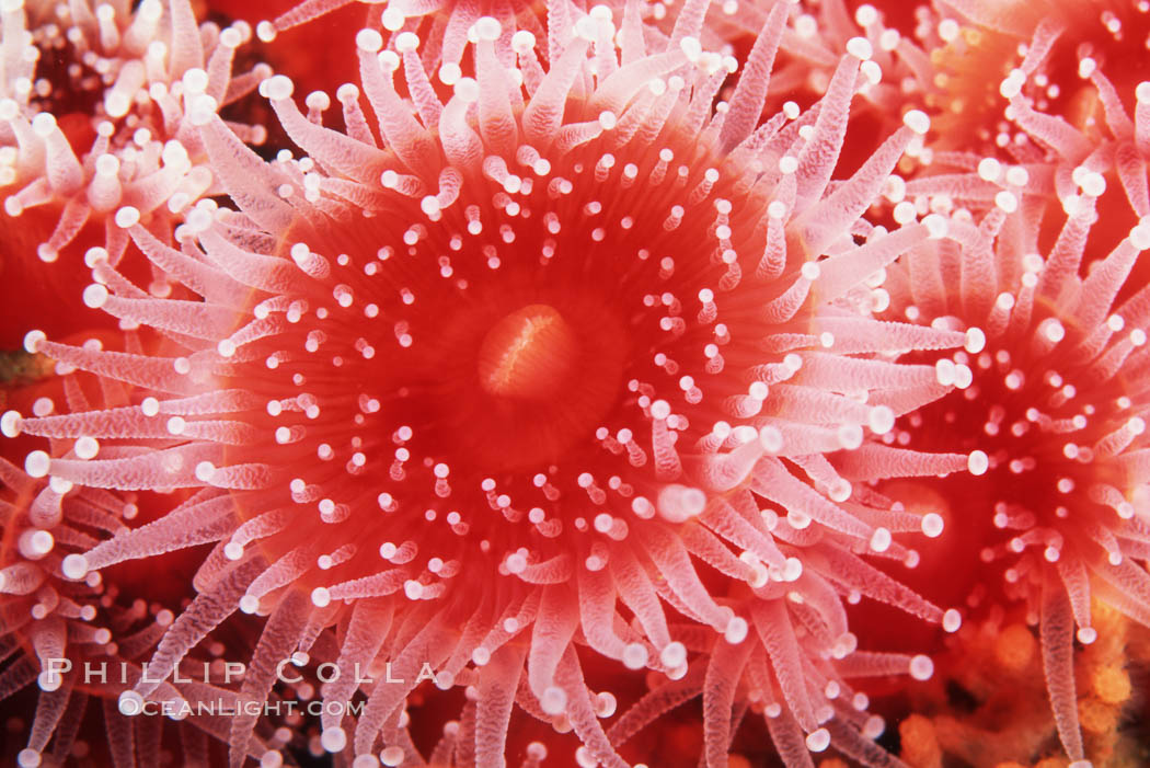 Strawberry anemone (club-tipped anemone, more correctly a corallimorph). Scripps Canyon, La Jolla, California, USA, Corynactis californica, natural history stock photograph, photo id 05309