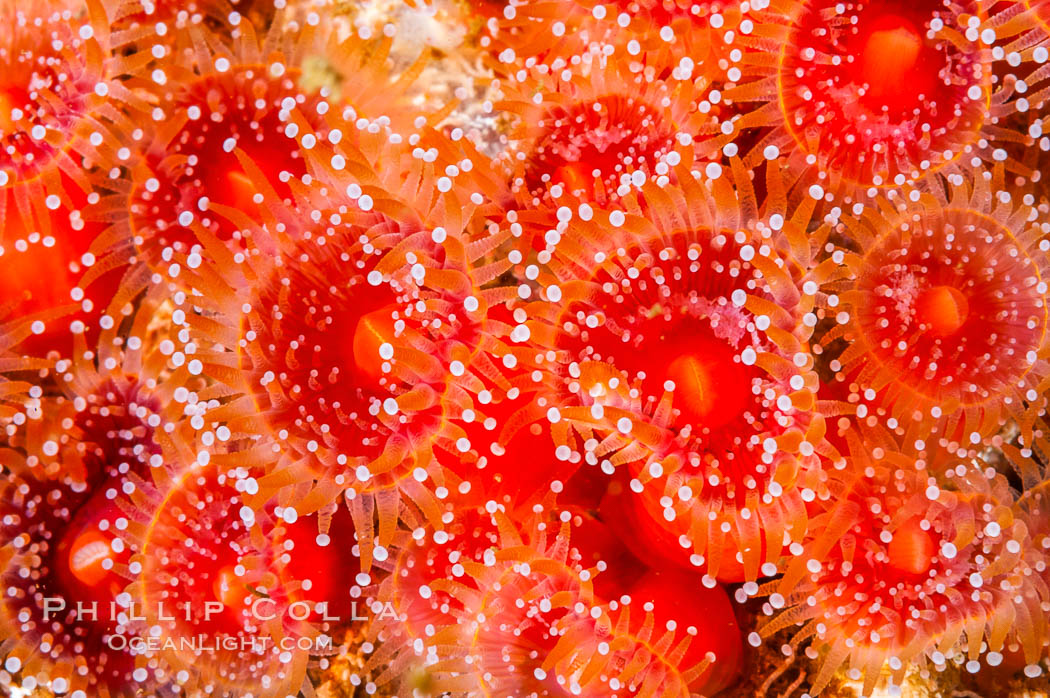 A cluster of vibrantly-colored strawberry anemones (club-tipped anemone, more correctly a corallimorph) polyps clings to the rocky reef. Santa Barbara Island, California, USA, Corynactis californica, natural history stock photograph, photo id 10166