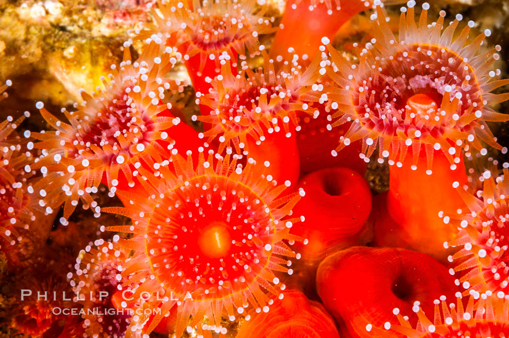 A cluster of vibrantly-colored strawberry anemones (club-tipped anemone, more correctly a corallimorph) polyps clings to the rocky reef. Santa Barbara Island, California, USA, Corynactis californica, natural history stock photograph, photo id 10170
