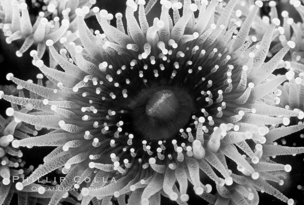 Corynactis anemone (club-tipped anemone, more correctly a corallimorph). Scripps Canyon, La Jolla, California, USA, Corynactis californica, natural history stock photograph, photo id 06120