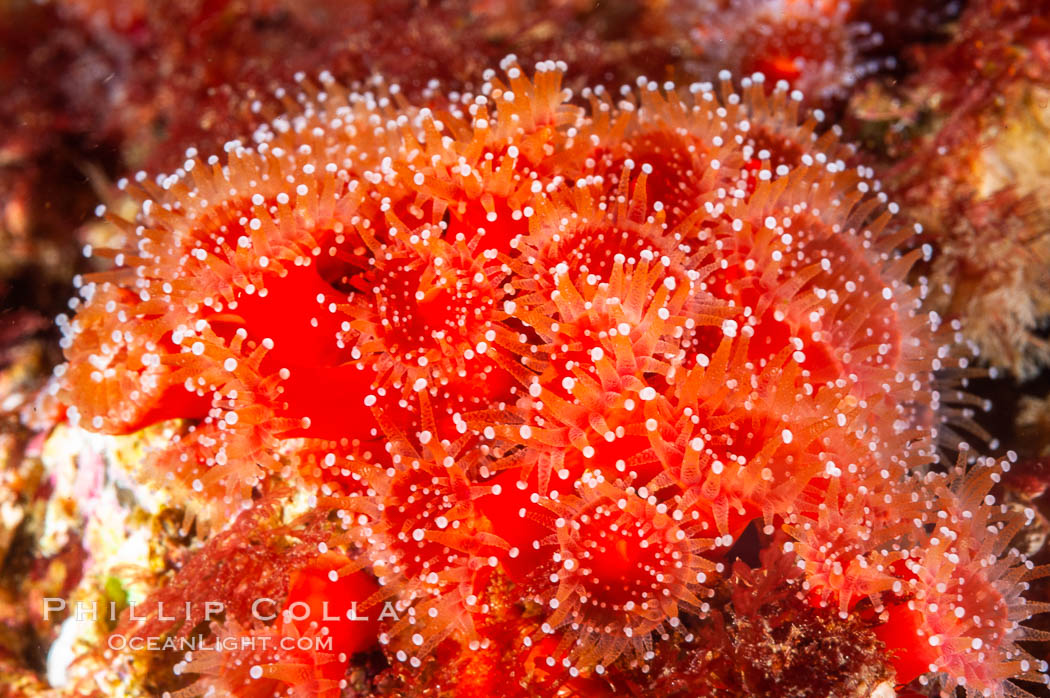 A cluster of vibrantly-colored strawberry anemones (club-tipped anemone, more correctly a corallimorph) polyps clings to the rocky reef. Santa Barbara Island, California, USA, Corynactis californica, natural history stock photograph, photo id 10168