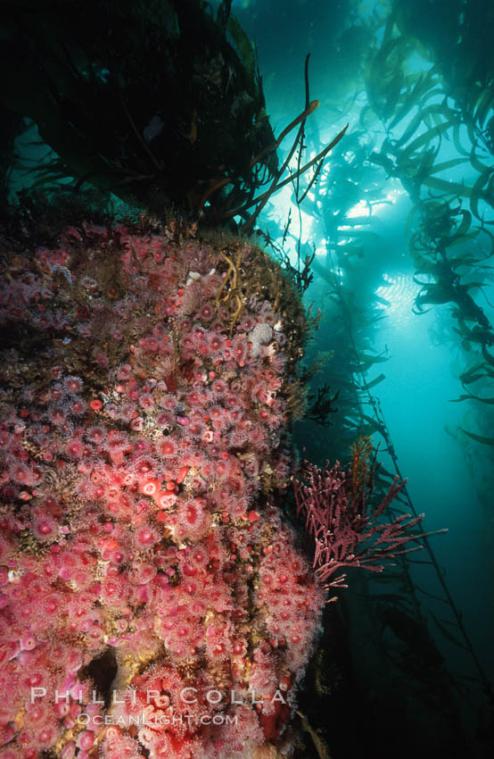 Corynactis anemone (club-tipped anemone, more correctly a corallimorph) colony covers rocky reef. San Miguel Island, California, USA, Corynactis californica, natural history stock photograph, photo id 05527