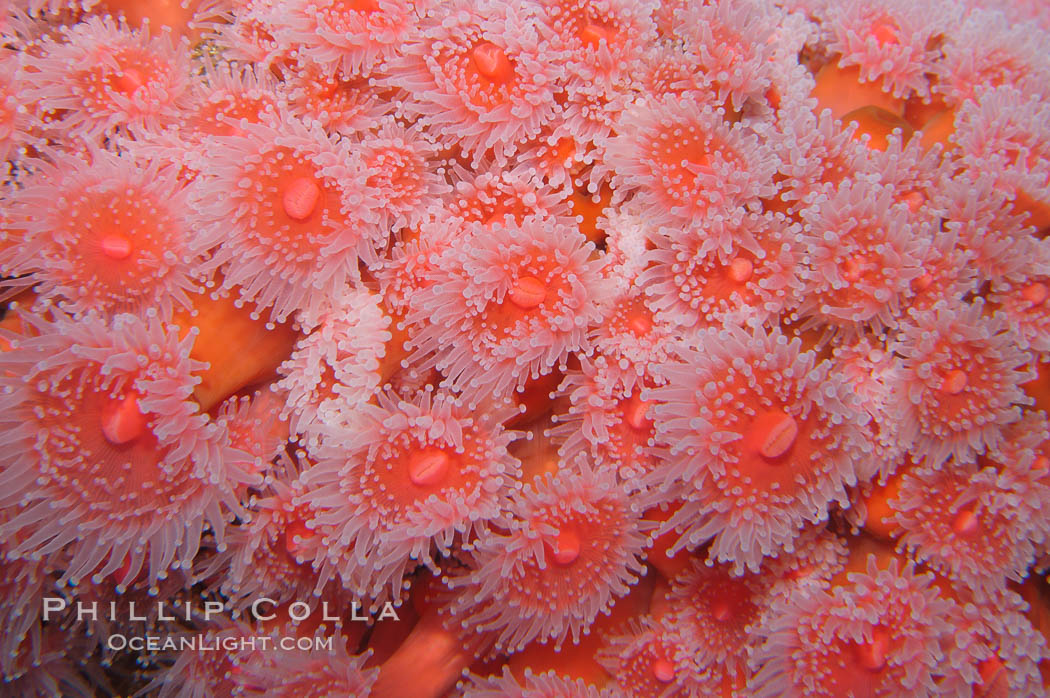 Strawberry anemone (club-tipped anemone, more correctly a corallimorph)., Corynactis californica, natural history stock photograph, photo id 09011