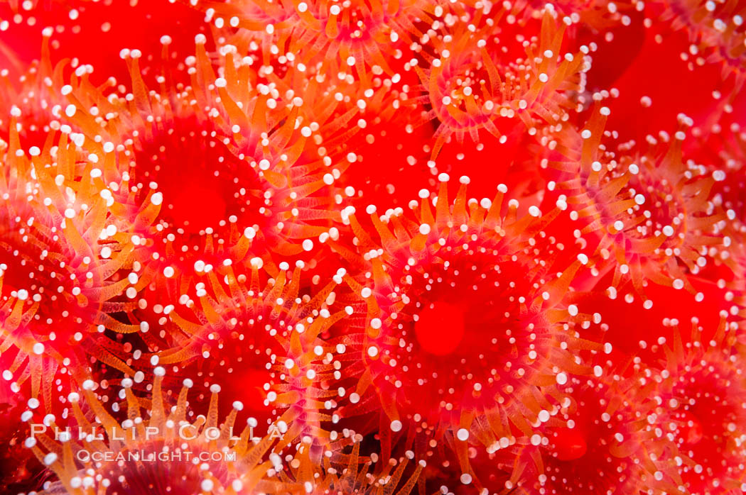 A cluster of vibrantly-colored strawberry anemones (club-tipped anemone, more correctly a corallimorph) polyps clings to the rocky reef. Santa Barbara Island, California, USA, Corynactis californica, natural history stock photograph, photo id 10163