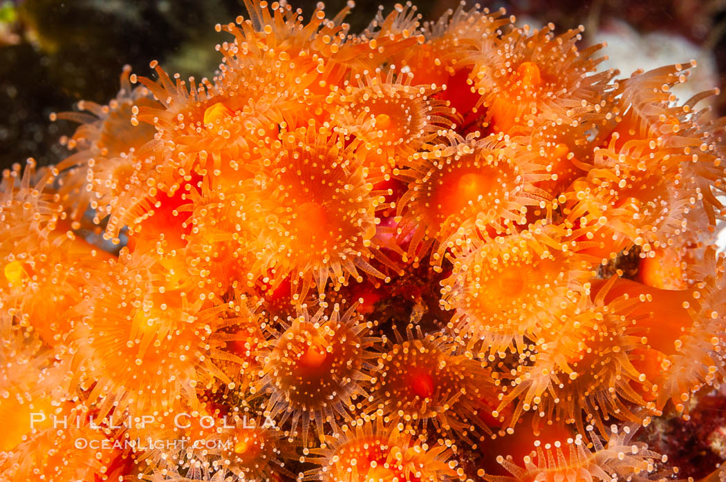 A cluster of vibrantly-colored strawberry anemones (club-tipped anemone, more correctly a corallimorph) polyps clings to the rocky reef. Santa Barbara Island, California, USA, Corynactis californica, natural history stock photograph, photo id 10167