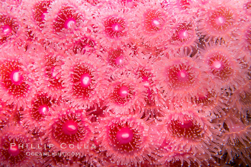 Strawberry anemone polyps, club-tipped anemone, corallimorph., Corynactis californica, natural history stock photograph, photo id 21527