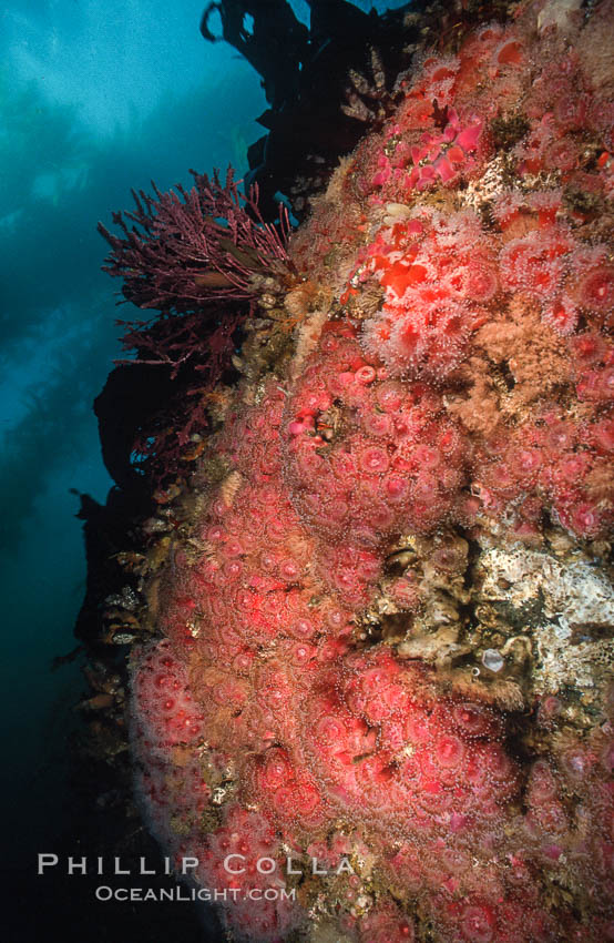 Corynactis anemone (club-tipped anemone, more correctly a corallimorph) colony covers rocky reef. San Miguel Island, California, USA, Corynactis californica, natural history stock photograph, photo id 05525