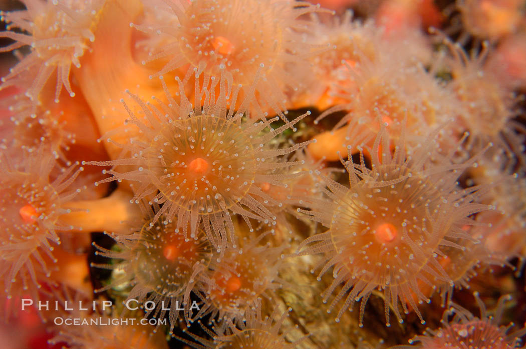 Strawberry anemone (club-tipped anemone, more correctly a corallimorph)., Corynactis californica, natural history stock photograph, photo id 09465